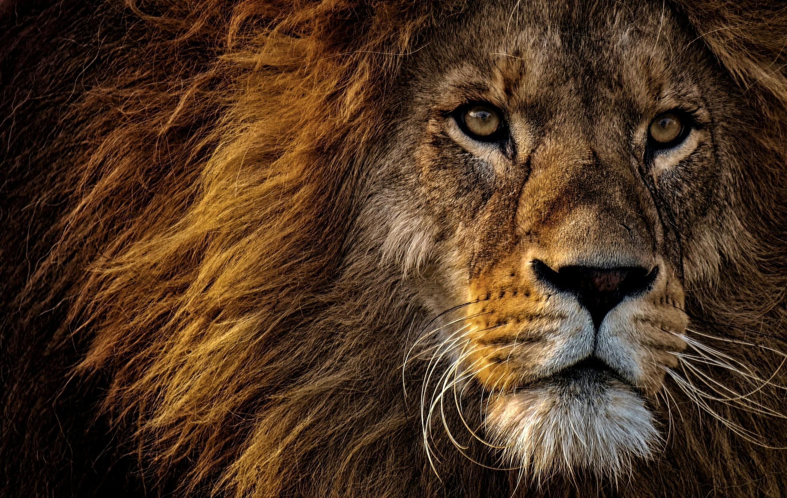 close-up image of a lion